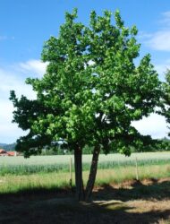 Schirmform (Liquidambar styraciflua)