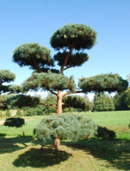 Bonsaiform ca. 480x500 (Pinus sylvestris H.J. Drath)