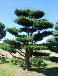 Bonsaiform ca. 450x370 (Taxus baccata Dovastoniana)