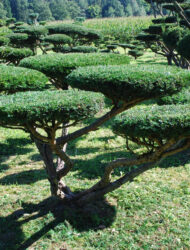 Bonsaiform ca. 130x250 (Taxus baccata Nissens Corona)