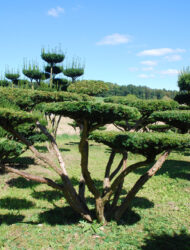 Bonsaiform ca. 160x250 (Taxus baccata Dovastoniana)