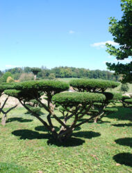 Bonsaiform ca. 160x280 (Taxus baccata Nissens Corona)