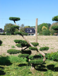 Bonsaiform ca. 140x140 (Taxus baccata Summergold)