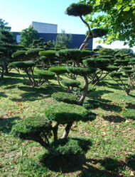 Bonsaiform ca. 210x120 (Taxus cuspidata Rustique)