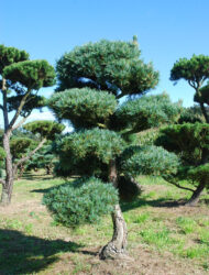 Bonsaiform ca. 200x110 (Pinus parviflora Glauca)