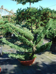 Niwaki ca. 80x120 (Cupressocyparis leylandii)