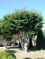 Schirmform ca. 450x450 (Parrotia persica Vanessa)