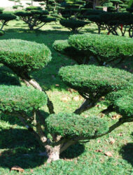 Bonsaiform ca. 110x180 (Taxus baccata Nissens Corona)