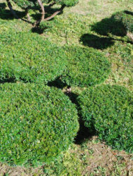 Bonsaiform ca. 60x120 (Taxus baccata Summergold)