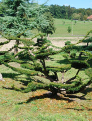 Niwaki ca. 150x300 (Taxus baccata Summergold)