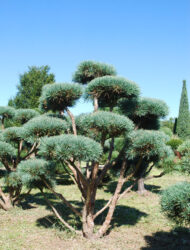 Bonsaiform ca. 160x110 (Pinus sylvestris Watereri)