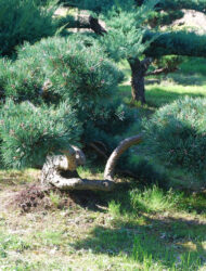 Niwaki ca. 90x170 (Pinus sylvestris Albyns)