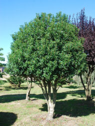 Schirmform ca. 420x250 (Prunus lusitanica Angustifolia)