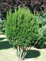 Schirmform ca. 150x80 (Taxus media Straight Hedge)