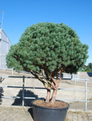 Schirmform ca. 210x190 (Pinus sylvestris Watereri)