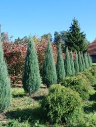 Juniperus scopulorum Blue Arrow, hier 1.5 - 2 m