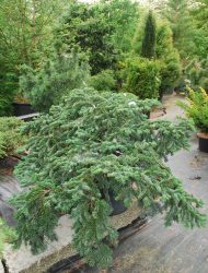 Abies amabilis Spreading Star, hier 1.25 m