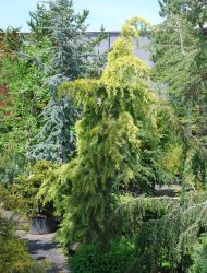 Cedrus deodara Golden Horizon, hier 2.25 m