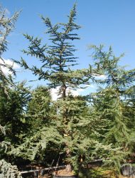 Cedrus libani subsp. atlantica, hier 4 m