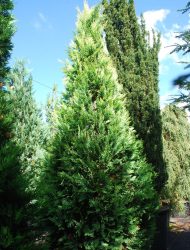 Chamaecyparis lawsoniana Alumigold, hier 2.25 m