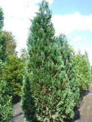 Chamaecyparis lawsoniana Alumii, hier 2.75 m