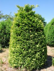 Chamaecyparis lawsoniana Stardust, hier 1.75 m; breite Qualität