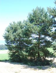 Pinus sylvestris Norska, hier 6 - 7 m