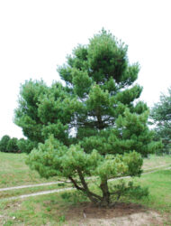 Pinus strobus Radiata, hier 5 m