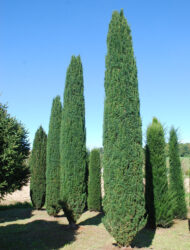 Taxus baccata Fastigiata Robusta, hier 3.5 - 5 m