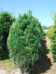 Cephalotaxus harringtonia Fastigiata, hier 0.8 m