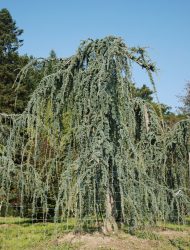 Cedrus libani Glauca Pendula, hier 6.5 m