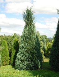 Chamaecyparis lawsoniana Columnaris, hier 4.5 m