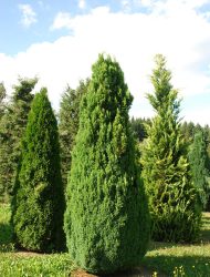 Chamaecyparis lawsoniana Ellwood's Gold, hier 3.5 m