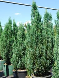 Chamaecyparis lawsoniana Ellwoodii, hier 1.25 m