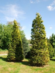 Chamaecyparis lawsoniana Stewartii, hier 4.5 m