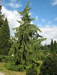 Chamaecyparis nootkatensis Pendula, hier 8 m