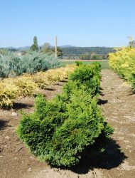 Chamaecyparis obtusa Nana Gracilis, hier 0.3 m