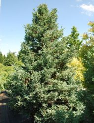 Chamaecyparis pisifera Boulevard, hier 2.25 m