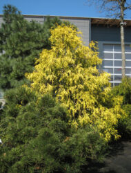 Chamaecyparis pisifera Filifera Aurea, hier 1.25 m