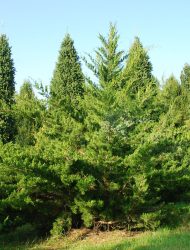 Juniperus virginiana Canaertii, hier 2.75 m