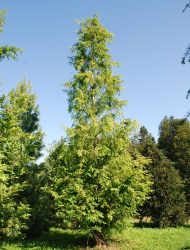 Metasequoia glyptostroboides, hier 7.5 m