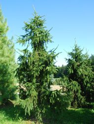 Picea abies Pendula Major, hier 4 m