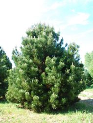 Pinus heldreichii Compact Gem, hier 3 m (auch: Pinus leucodermis Compact Gem)