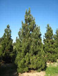 hier 5 m (auch: Pinus leucodermis)