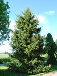 Picea orientalis Aureospicata, hier 8 m