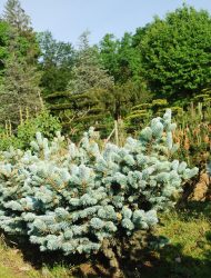 Picea pungens Glauca Globosa, hier 0.6 m