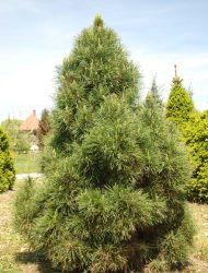 Pinus sylvestris Globosa Viridis, hier 1.5 m