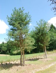 Pinus sylvestris Norska, hier 7 - 8 m