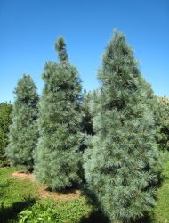 Pinus strobus Fastigiata, hier 3 m