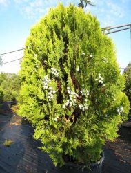 Platycladus orientalis Aurea Nana, hier 1 m